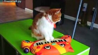 Кот меломанит на пианино - смотреть видео (1:05)