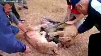 Малыши зажали собачку - смотреть видео (0:27)