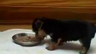 Голова перевешивает - смотреть видео (1:18)