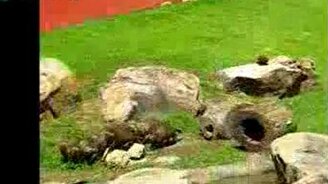 Погоня за бабочкой - смотреть видео (0:37)