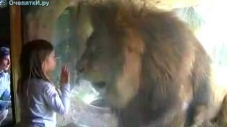 Бифштекс для льва - смотреть видео (0:45)