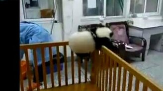 Побег панды из вальера - смотреть видео (1:42)