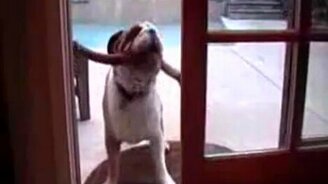 Настырный пёс с палкой - смотреть видео (0:58)