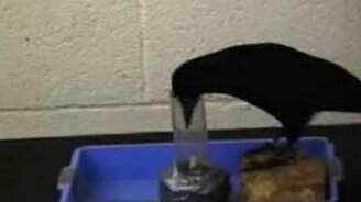 Умная птица и лакомство - смотреть видео (0:41)