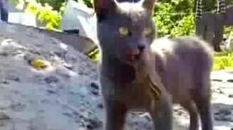 Ящерица повисла на языке кота - смотреть видео (0:33)