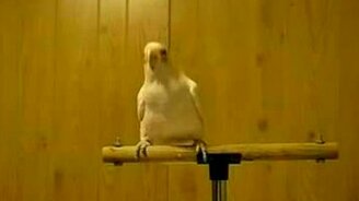 Танец попугая - смотреть видео (2:42)