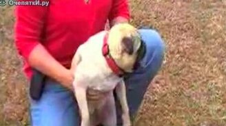 Пёс забыл, как лаять - смотреть видео (0:55)