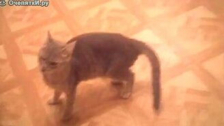 Сфокусироваться не получилось - смотреть видео (0:14)