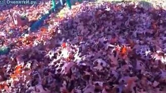 Пёс плавает в листьях - смотреть видео (1:11)