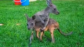 Игра кенгурят - смотреть видео (1:40)