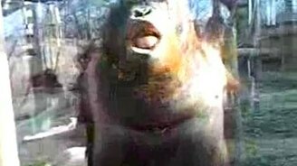 Поцелуй в стекло - смотреть видео (0:10)