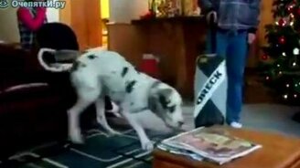 Глуповатые доги - смотреть видео (2:50)