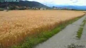 Одна счастливая собака... - смотреть видео (1:37)