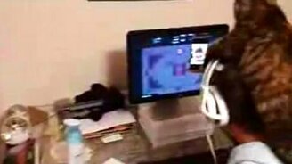 Котёнок сидит на голове - смотреть видео (1:14)