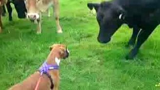 Знакомство коров и пёсика - смотреть видео (1:07)