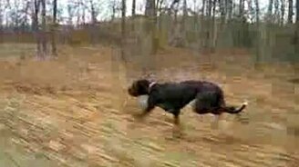 Быстрая собака - смотреть видео (0:26)