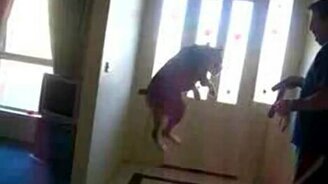 Гулять пойдём? - смотреть видео (0:35)