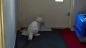 Домашний почтальон - смотреть видео (0:24)