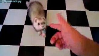 Бах - и ты мёртв! - смотреть видео (0:06)