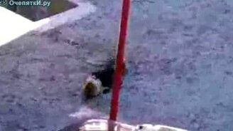 Ворона-подстрекальщица - смотреть видео (2:49)