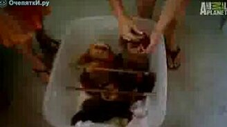 Банька для ленивцев - смотреть видео (1:51)