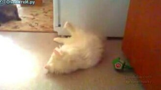 Испуг увлечённого кота - смотреть видео (0:23)