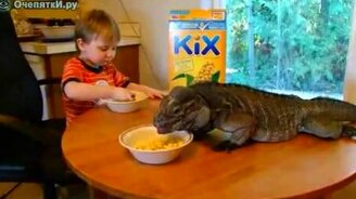 Завтрак с игуаной - смотреть видео (0:50)