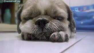 Как засыпают щенки - смотреть видео (0:35)