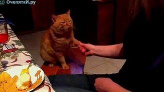Котяра невозмутимо подаёт лапку - смотреть видео (0:29)