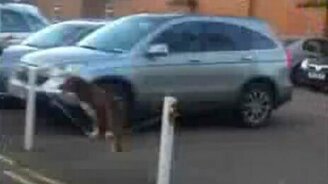 Жёсткая тренировка для собаки - смотреть видео (0:29)