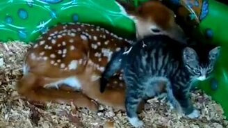 Котёнок и оленёнок - смотреть видео (1:12)