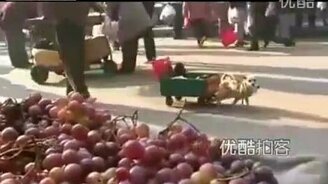 Пёс для похода за покупками - смотреть видео (0:41)