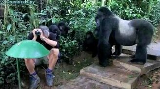 Знакомится с гориллами - смотреть видео (3:24)