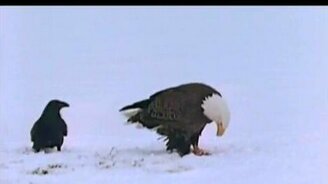 Сообразительный ворон - смотреть видео (2:29)