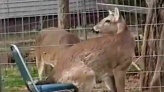 Олень на стуле - смотреть видео (0:25)