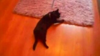 Кот лентяй - смотреть видео (1:20)