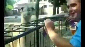 Нечего было дразниться! - смотреть видео (0:25)