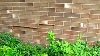 Змея ползёт по стене - смотреть видео (2:20)