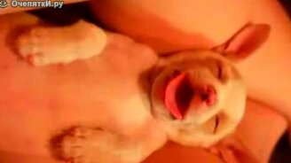 Щенячьи сны - смотреть видео (0:44)