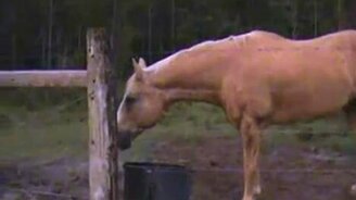 Сумасшедшее ранчо - смотреть видео (0:17)