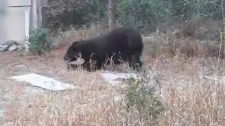 Медведь-десантник - смотреть видео (0:44)