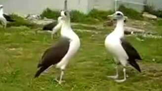 Птичий дабстеп - смотреть видео (1:38)