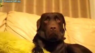 Собака корчит рожи - смотреть видео (0:35)