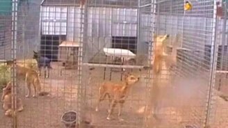 Сообразительная собачка - смотреть видео (0:51)