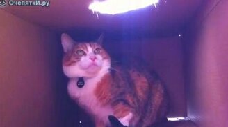 Это моя коробка! - смотреть видео (1:29)