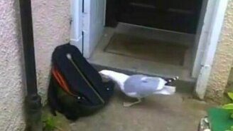 Чайка своровала булку из рюкзака - смотреть видео (1:02)