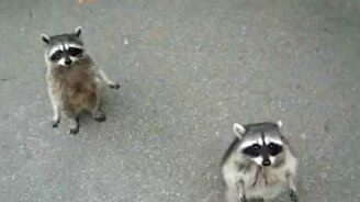 Хозяева-нюхачи - смотреть видео (0:12)