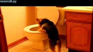 Пёс ругается на унитаз - смотреть видео (0:26)