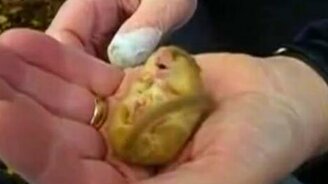 Храпящий грызун - смотреть видео (0:31)