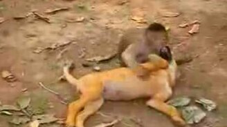 Обезьянка и щенок - смотреть видео (0:32)